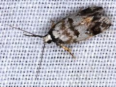 Oxythecta loxomochla