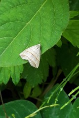 Colobochyla salicalis