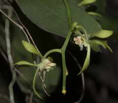 Sarcochilus parviflorus