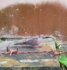 Streptopelia chinensis