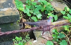 Streptopelia chinensis