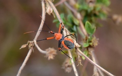 Poecilobdallus formosus