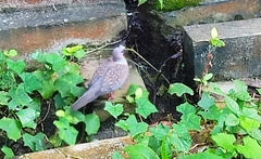 Streptopelia chinensis