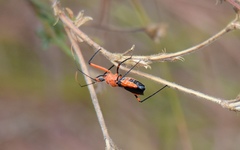 Poecilobdallus formosus