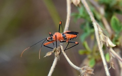 Poecilobdallus formosus