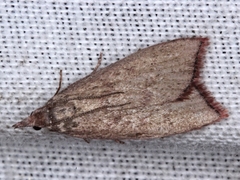 Callionyma sarcodes