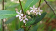 Leichhardtia suaveolens