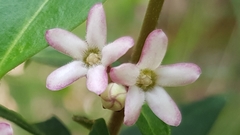 Leichhardtia suaveolens