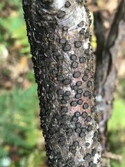 Diatrype disciformis