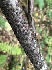 Diatrype disciformis