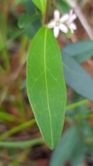Leichhardtia suaveolens