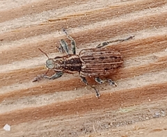 Sitona puncticollis