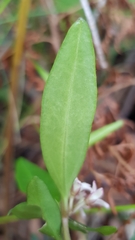 Leichhardtia suaveolens