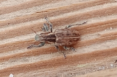 Sitona puncticollis