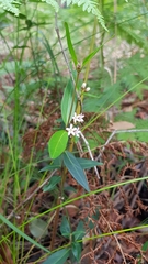 Leichhardtia suaveolens