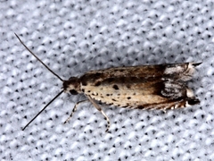 Ancylis synomotis
