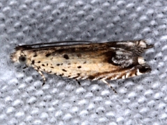 Ancylis synomotis