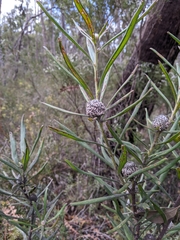Isopogon sphaerocephalus