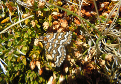 Melitulias discophora