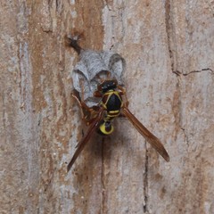Polistes humilis synoecus