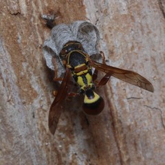 Polistes humilis synoecus