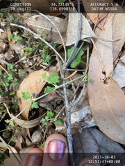 Xanthosia candida