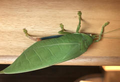 Zabalius ophthalmicus