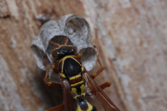 Polistes humilis synoecus