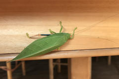 Zabalius ophthalmicus