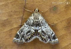 Usingeriessa onyxalis