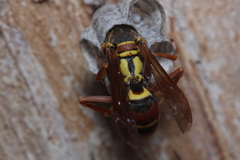 Polistes humilis synoecus