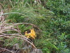 Lycoris aurea