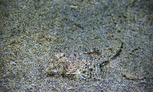 Callionymus decoratus observed 2021-09-24