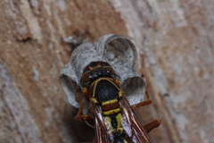 Polistes humilis synoecus
