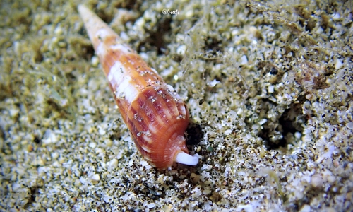 Myurellopsis columellaris observed 2021-09-24