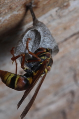 Polistes humilis synoecus