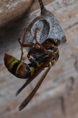 Polistes humilis synoecus