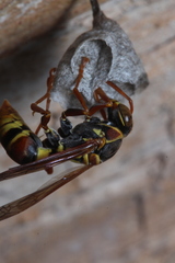 Polistes humilis synoecus