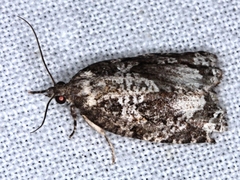 Thrincophora signigerana