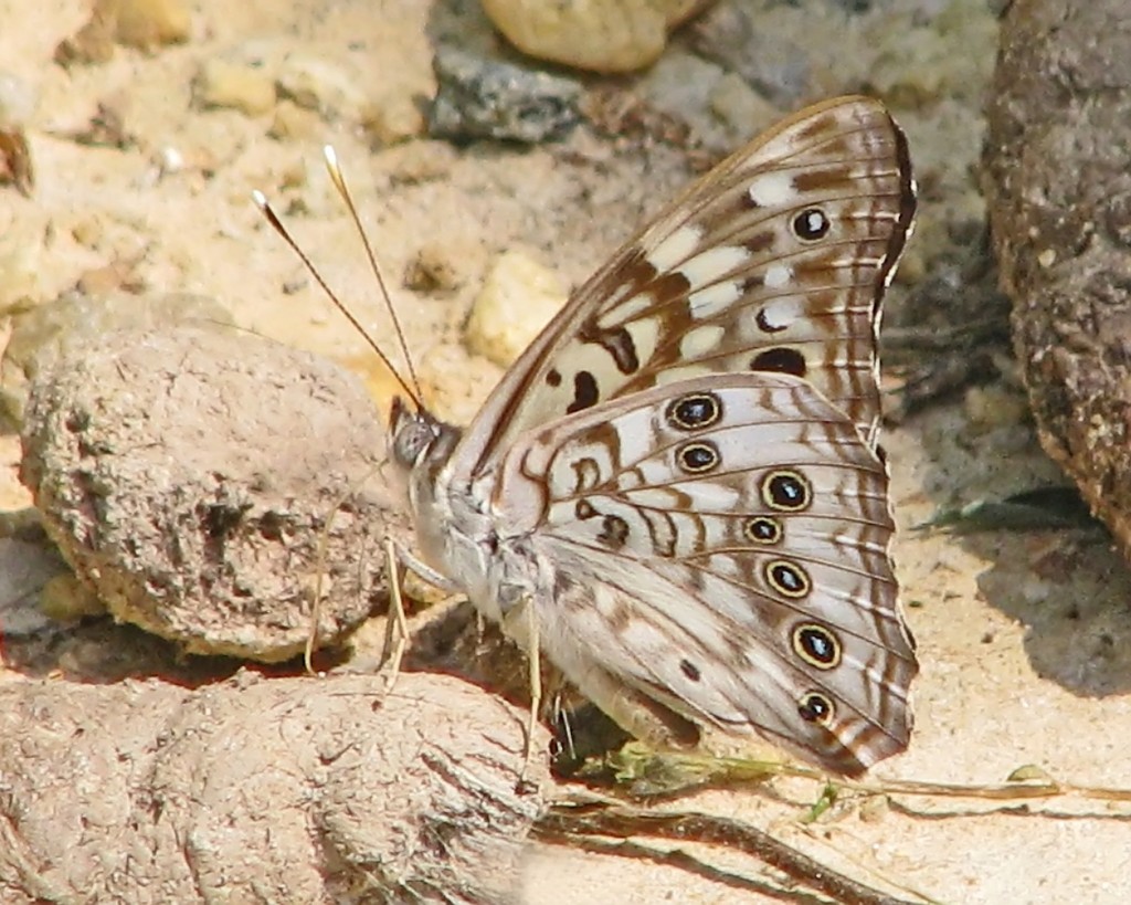 Hackberry Emperor (Butterflies and Skippers of GSMNP) · iNaturalist