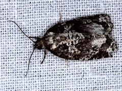Thrincophora signigerana