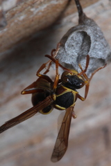 Polistes humilis synoecus