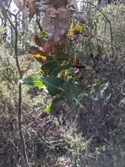 Hakea amplexicaulis
