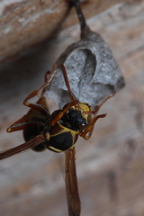 Polistes humilis synoecus