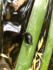 Pseudosuccinea columella