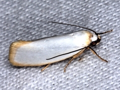 Xylorycta assimilis