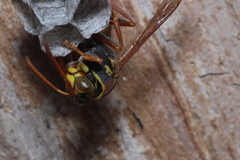 Polistes humilis synoecus
