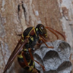 Polistes humilis synoecus