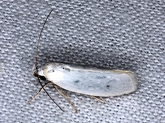 Xylorycta assimilis