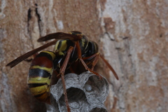 Polistes humilis synoecus